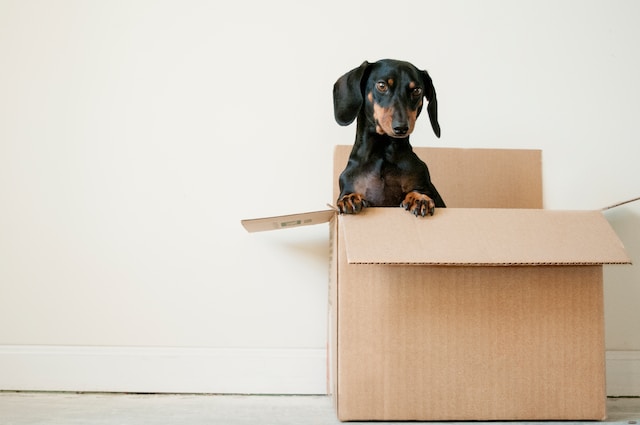 Pet Policies and Rental Agreements in Canada: Your Legal Protections